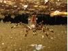 Photo of Pandalus danae